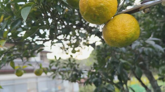 A farmer harvesting ripe yellow yuzu citrus fruits
