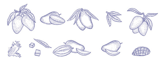 Mango blue outline sketch collection. Vintage set of tropical fruits. Whole mango, halves, slices. Exotic fruits in linear style for food background.