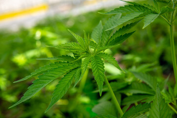 Green cannabis leaves