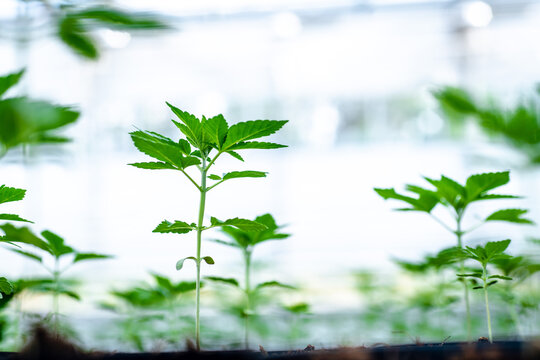 Green cannabis leaves in greenhouse
