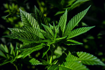 Green cannabis leaves in greenhouse