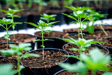 Green cannabis leaves in greenhouse