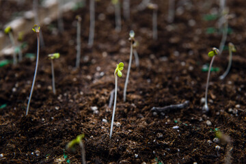 Cannabis seed growth