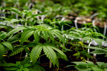 Green cannabis leaves in greenhouse