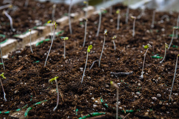 Green cannabis leaves in greenhouse