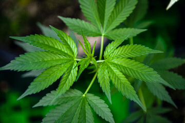 Green cannabis leaves