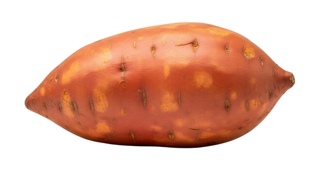 Isolated Sweet Potato Close-up ready for recipes, mashed, roasted, frying or used for puree in pies