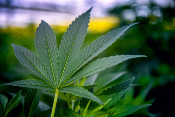 Green cannabis leaves in greenhouse