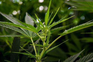 Green cannabis leaves in greenhouse
