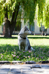 A husky dog on a walk. Electronic dog training collar.