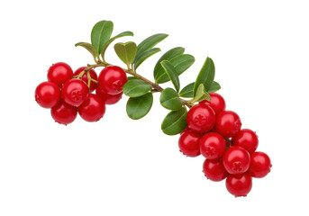 Isolated sprig of lingonberries, ripe wild berries with green leaves, natural red fruit