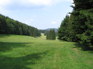 Lichtung im Fichtenwald im Thüringer Wald