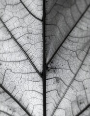 Obraz premium Macro de feuille de platane en noir et blanc. Generated Image.