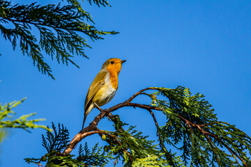 Robin