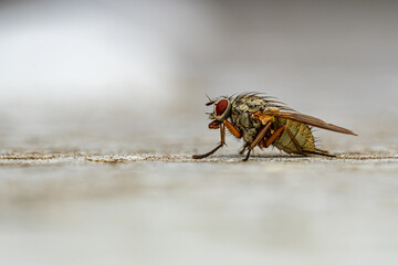 Housefly