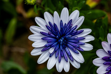 Osteospermum - African Daisy