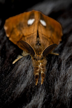Male Oak Eggar moth