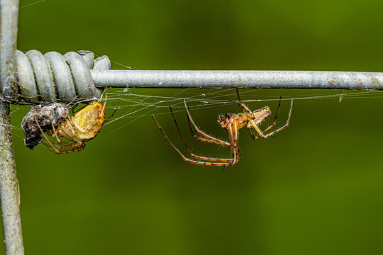 Orb-weaver spiders mating pair