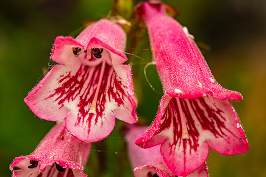 Penstemon Beardtongue