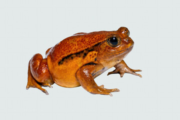 A Tomato frog (Dyscophus antongilii) native to Madagascar on moist soil. 