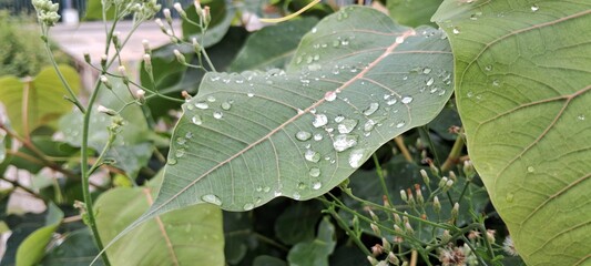Closeup of dew on a leaf