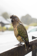 Colorful kea parrot posing in rainy landscape. Wild kea parrot in the Arthurs Pass, New Zealand. 