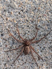 Huntsman spider on concrete surface, Brisbane, Queensland, Australia