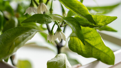 Close-up of Jalape&ntilde;o Pepper Flower