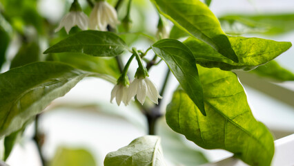 Close-up of Jalape&ntilde;o Pepper Flower