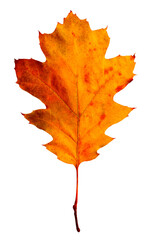 Bright orange leaf isolated on white. Autumn season