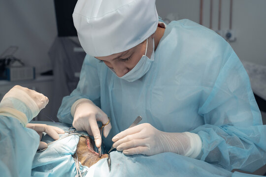 A veterinary surgeon applies stitches with thread and needle to a wound after surgery, the final stage of a successful operation on a pet.
