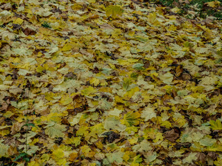 parterre de feuilles mortes en automne avec les couleurs rouge, ocre, orange