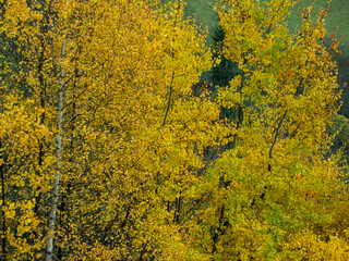 arbre aux couleurs d'automne ocre, rouge, orange