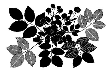 Black White Botanical Art: Detailed Composition Rubus Twigs Rosa Branches | Clean, isolated vector art for creative projects.