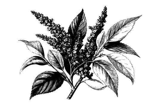 Nature's Palette: study botanical illustration | Clean, isolated vector art for creative projects.