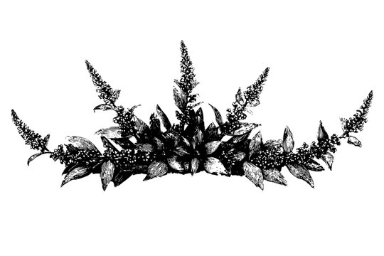Elegant Black White Floral Crown Leucothoe Clethra Twigs | Clean, isolated vector art for creative projects.