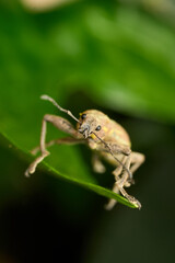 Small insect exploring its natural habitat