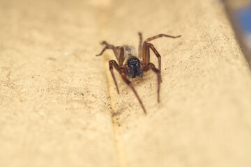 Macro view of brown forest spider