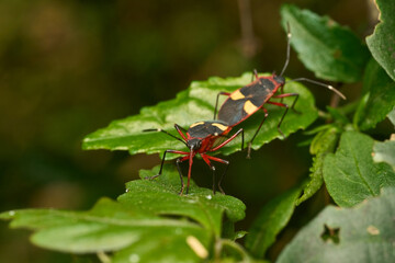 Macro view of insect in wild environment