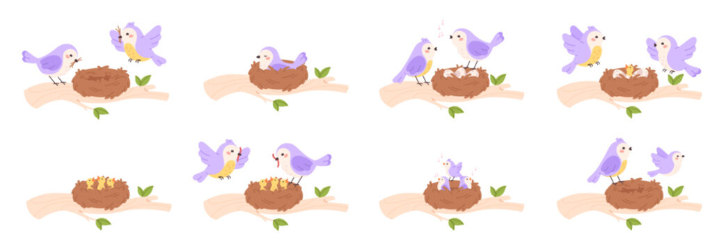 Bird family. Creating family, hatching and feeding chicks step by step. Birds feeds children in nest. Leaving home and freedom metaphor racy vector set