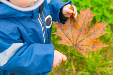 A child in a blue suit holds a yellow maple leaf in his hands.