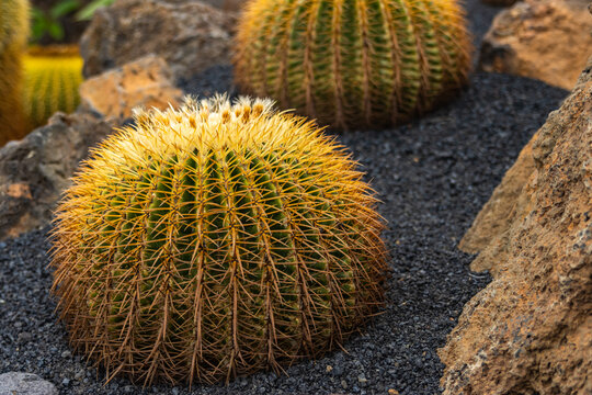 Golden barrel cactus growing in lanzarote volcanic garden