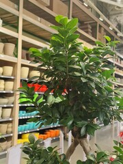 Interior of a flower shop in Paris, France. Decorative plants.