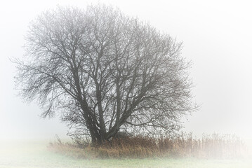 Isolated tree. Tree in fog on a field at Frösön, Sweden in November 2024.