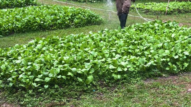 A lush backyard vegetable patch being gently watered. Rows of vibrant green plants thriving in rich soil, set under natural daylight.