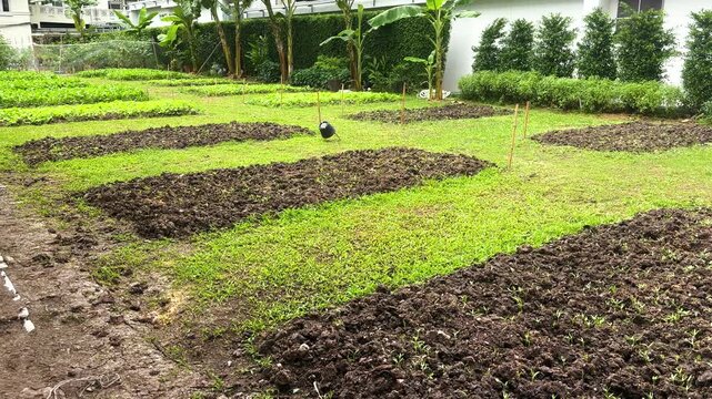 A perspective view of small plots of land prepared for growing vegetables in the backyard.