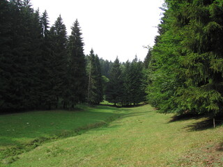 Lichtung im Fichtenwald im Thüringer Wald
