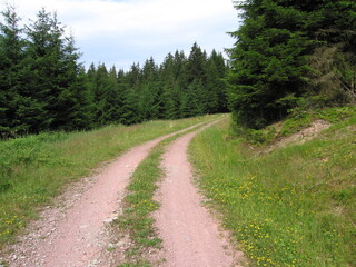 Waldweg im Thüringer Wald am Rennsteig-Dolmar-Wanderweg