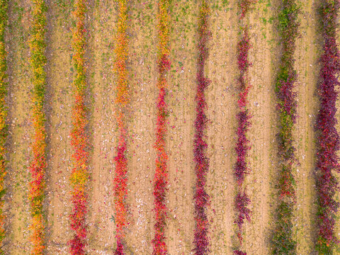 Wide aerial view of Rioja vineyard estate after autumn harvest season, with resting vine rows and wine fields under soft golden light reflecting the vintage atmosphere of the region