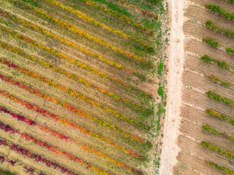 Drone shot over Rioja wine estate showing vineyard patterns and vine rows during autumn harvest, highlighting the geometry of the fields and warm tones of the vintage countryside
